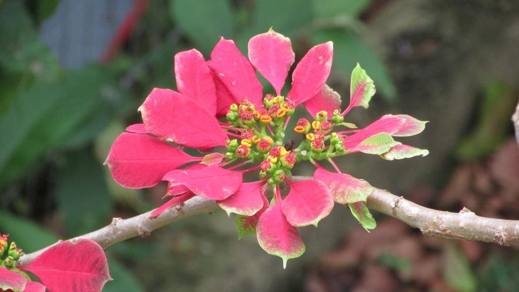 Pousada Laranja Lima Praia do Rosa Ngoại thất bức ảnh